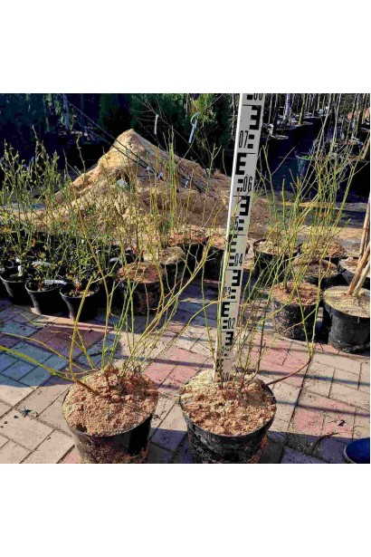 Керія японська Пленіфлора - 12л/вис.90-110см/Ø50-60см